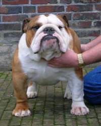 English bulldog : Ch Mellowmood Full Monty